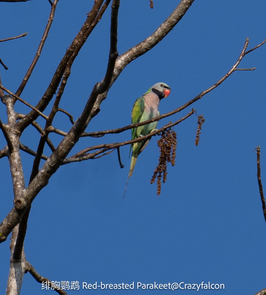 Red-breasted Parakeet - Qiang Zeng