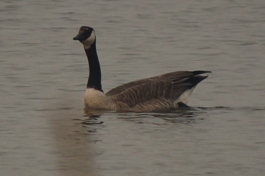 Canada Goose - Amy Ressler-Williams