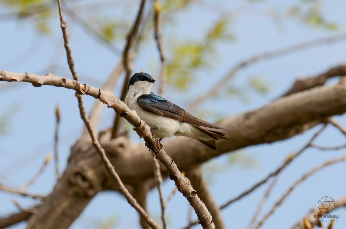 Tree Swallow - Ryan Bebej