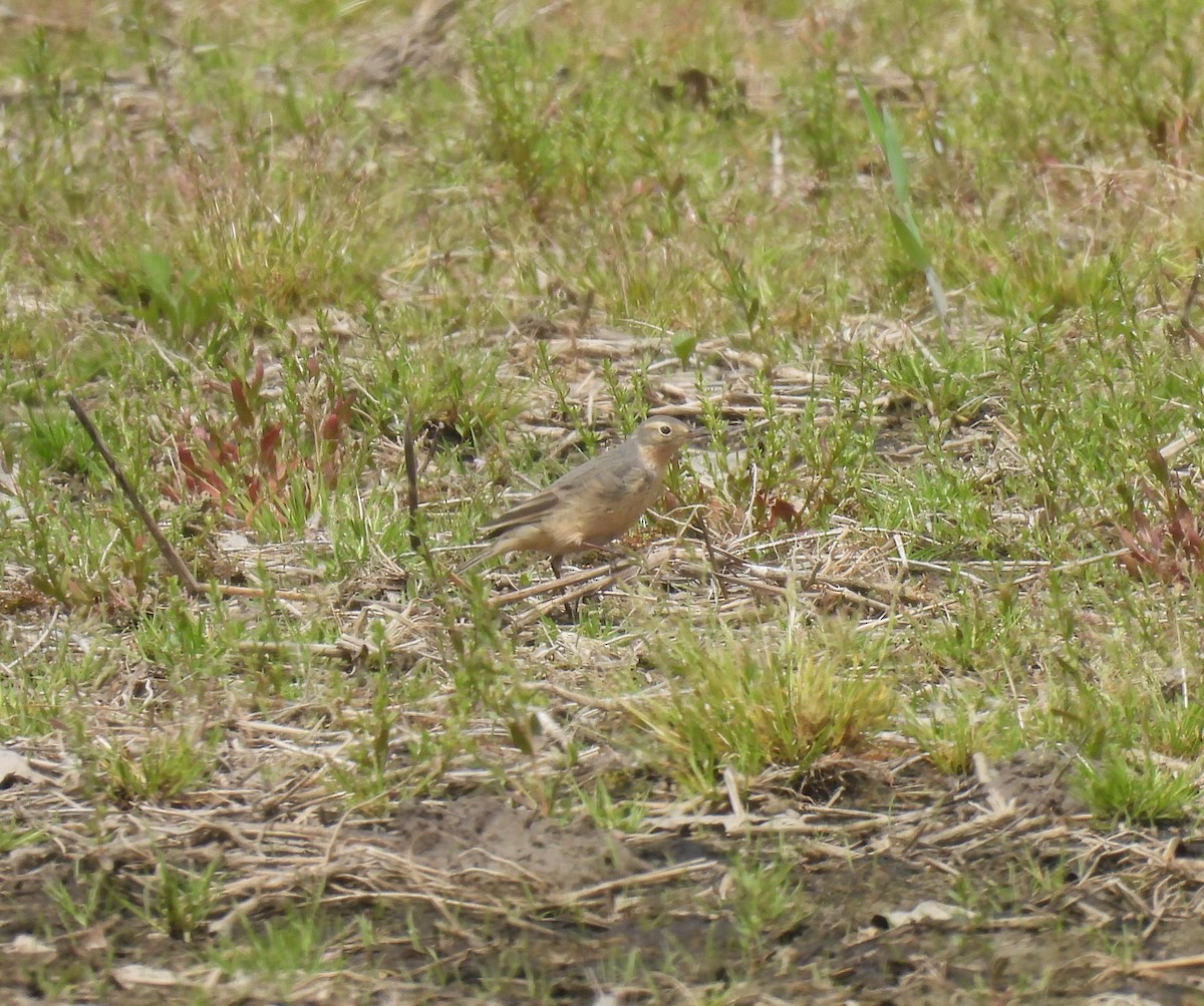 American Pipit - Jay Solanki