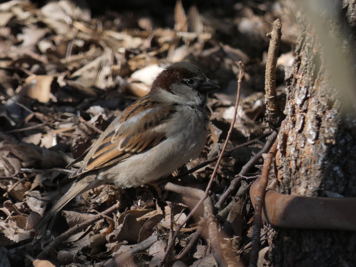 House Sparrow - Carlo Lindner