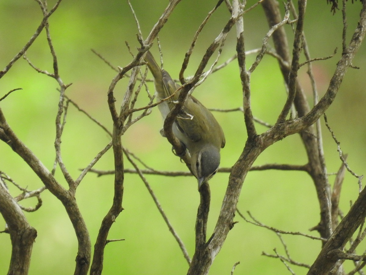 Red-eyed Vireo - Wendi Leonard