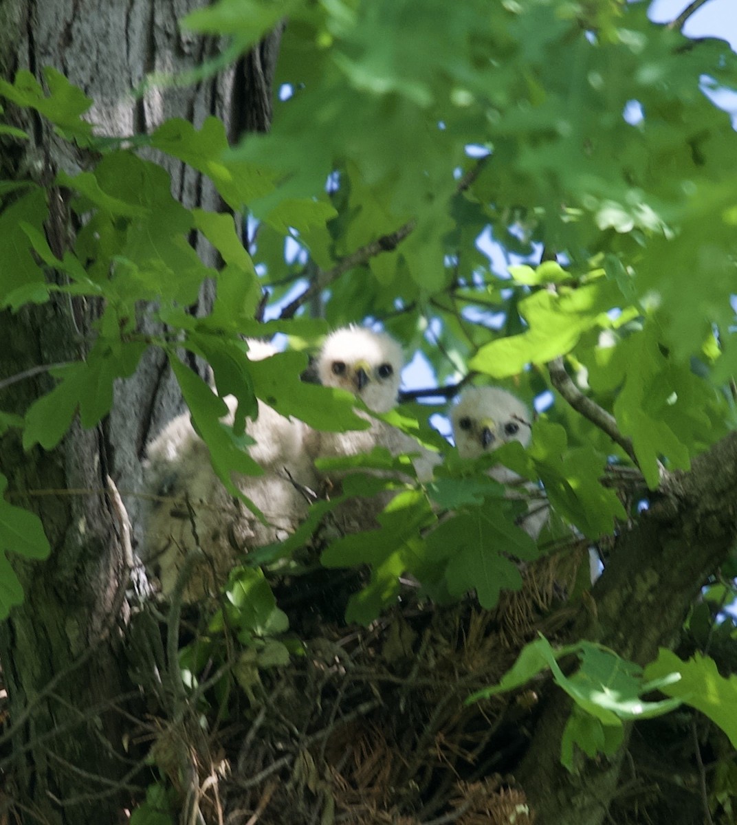 Red-shouldered Hawk - Kate Plough