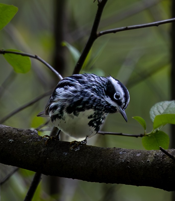 Black-and-white Warbler - Anand Ramachandran