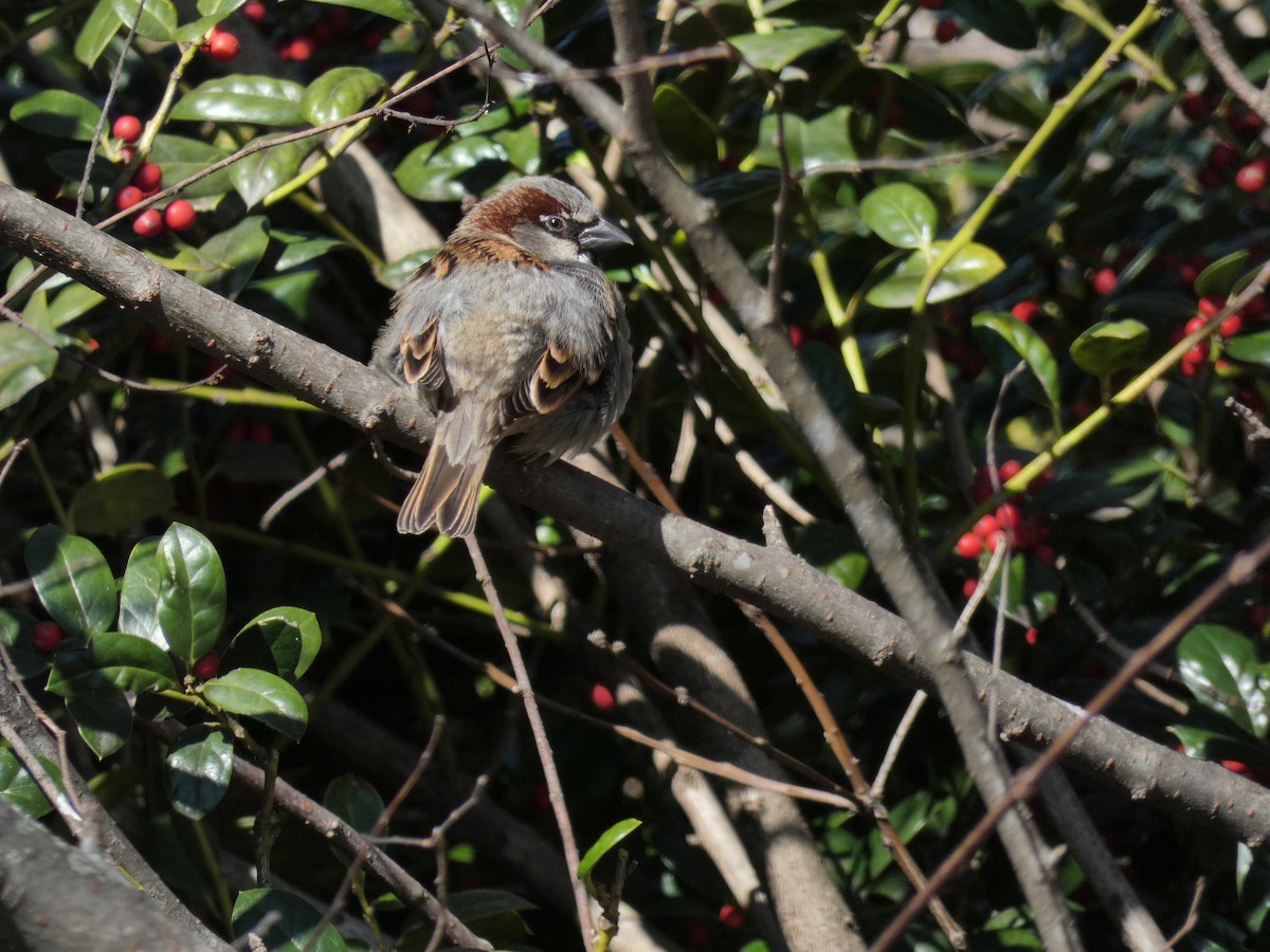 House Sparrow - ML618860679