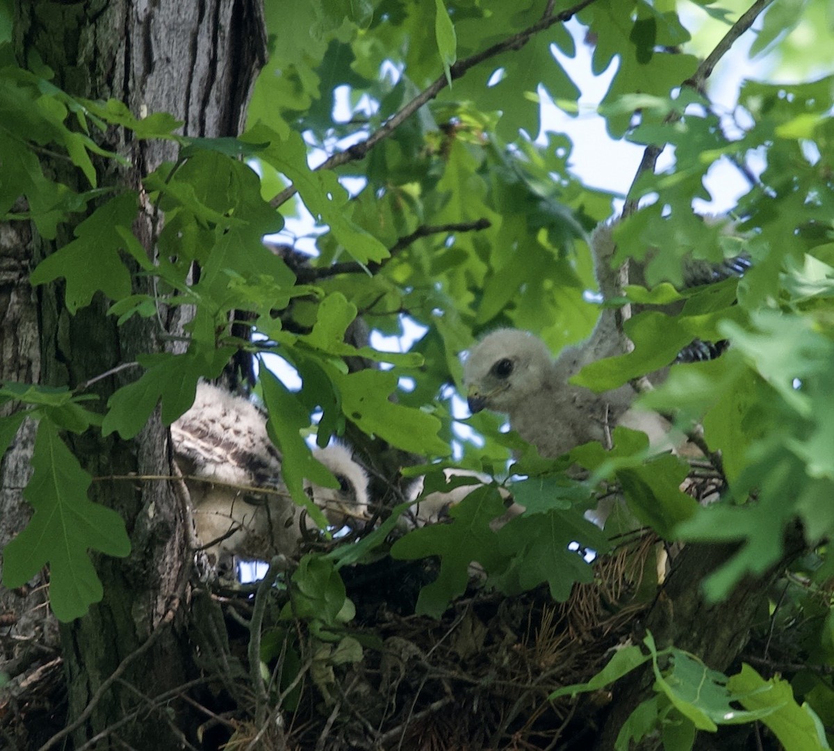 Red-shouldered Hawk - Kate Plough