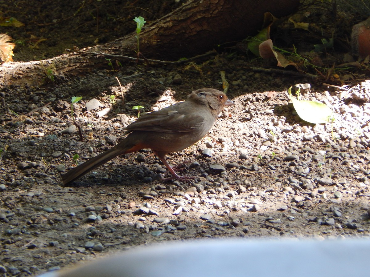 California Towhee - ML618860698