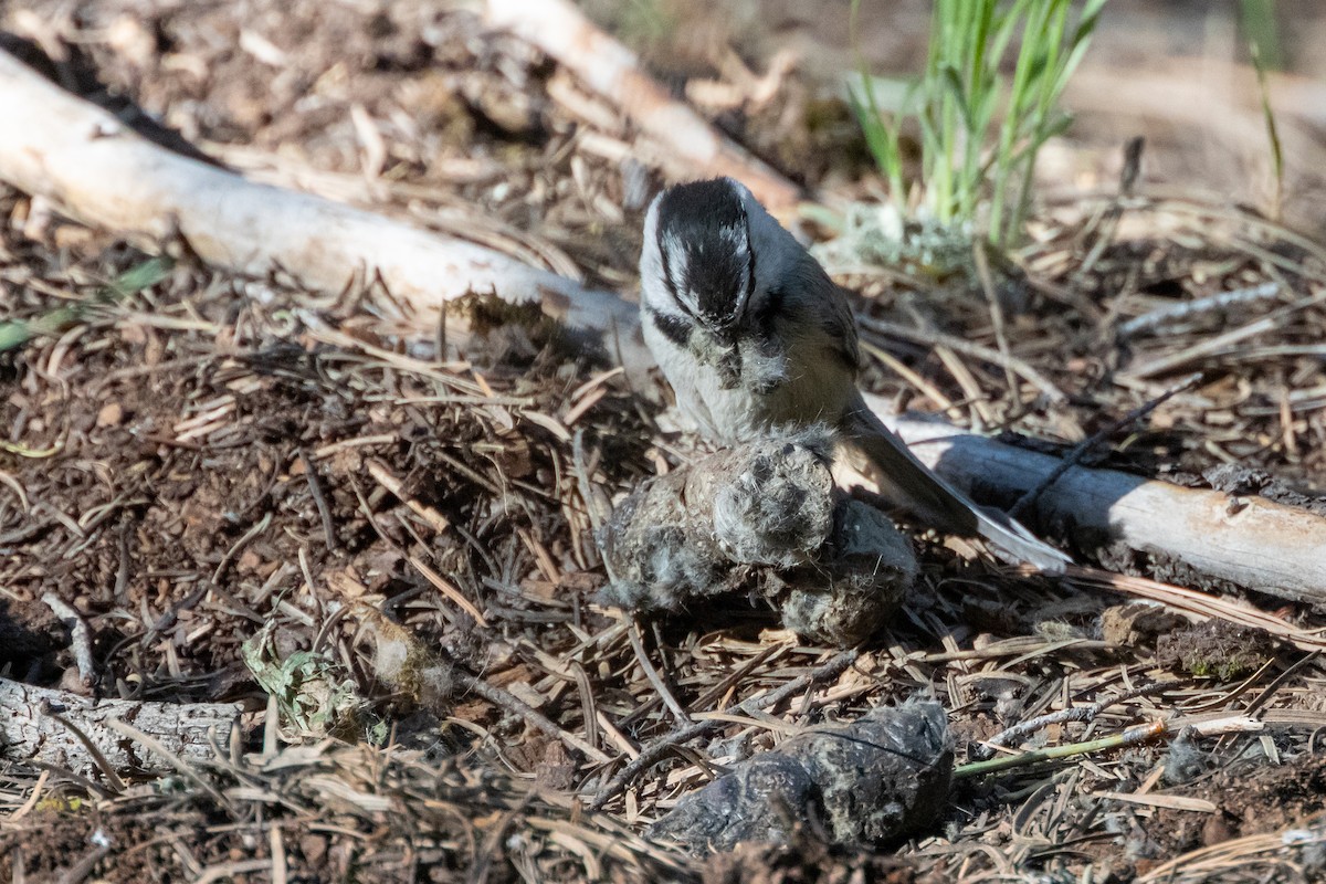 Mountain Chickadee (Rocky Mts.) - Robert Wheat