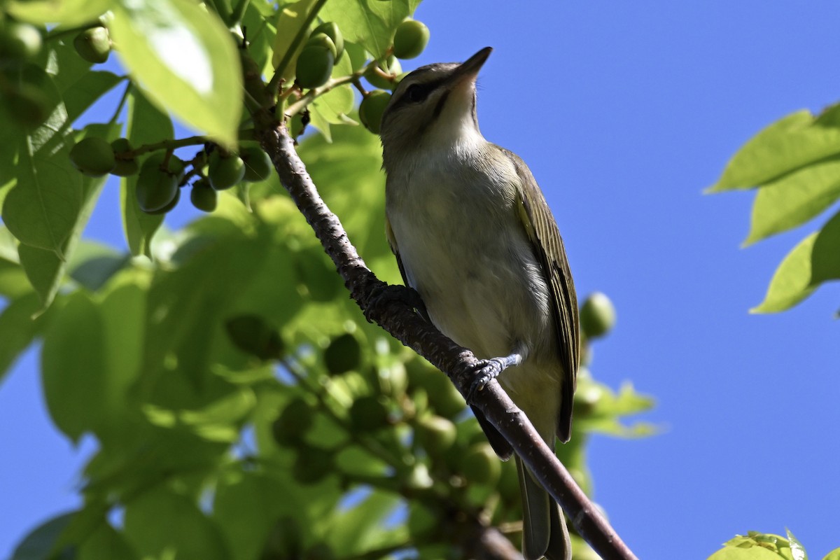 Black-whiskered Vireo - Simon Artuch