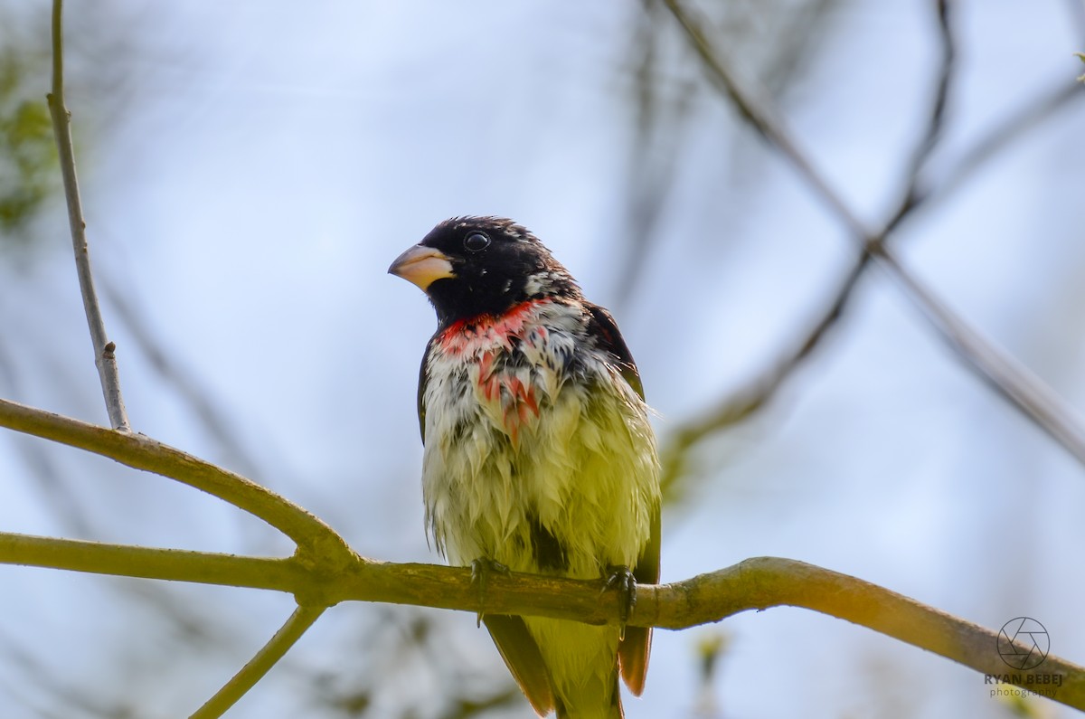 Rose-breasted Grosbeak - ML618860733