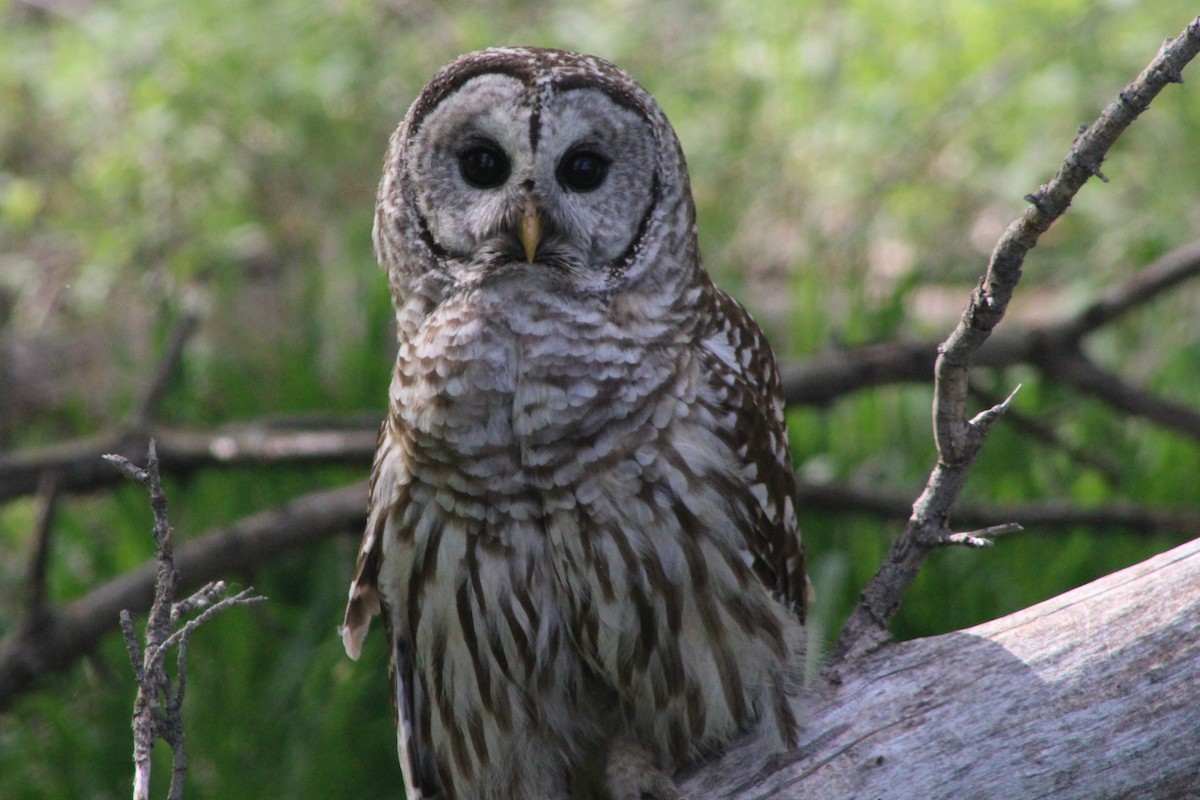 Barred Owl - Rachel Rebel