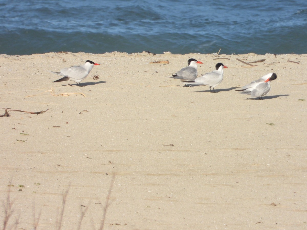 Caspian Tern - Bill Holland