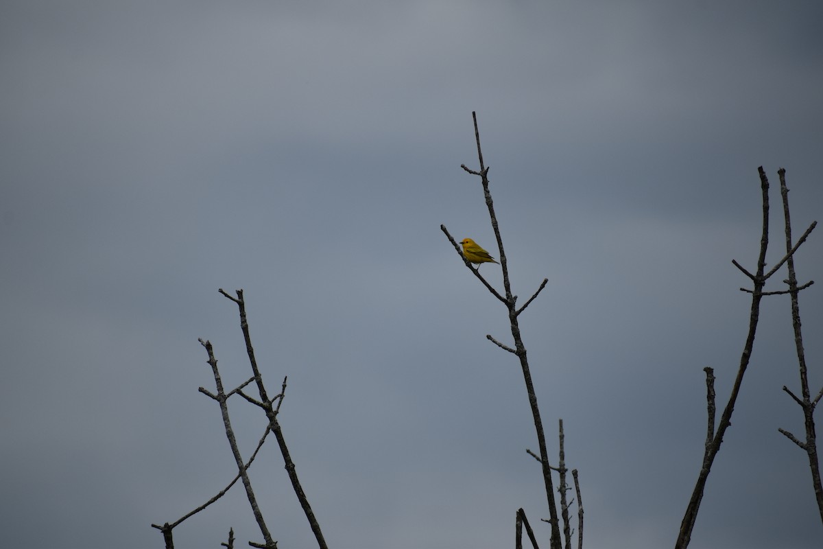 Yellow Warbler - ML618860746