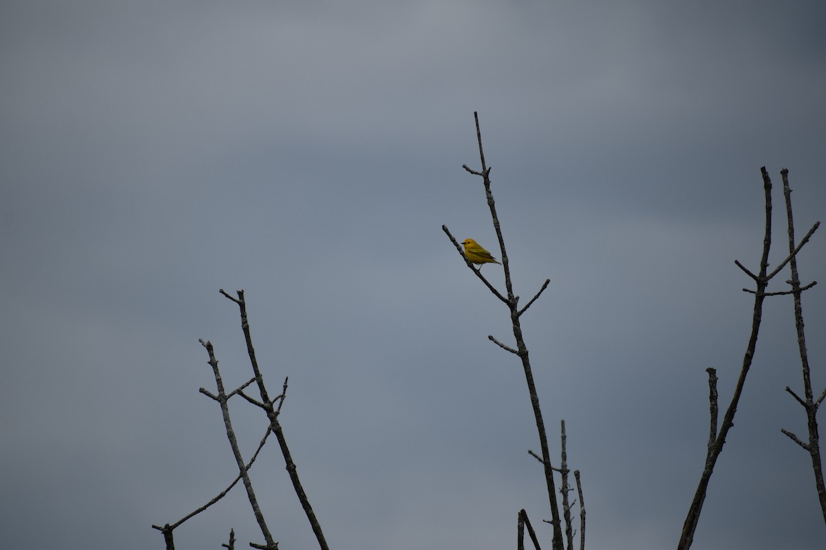 Paruline jaune - ML618860746