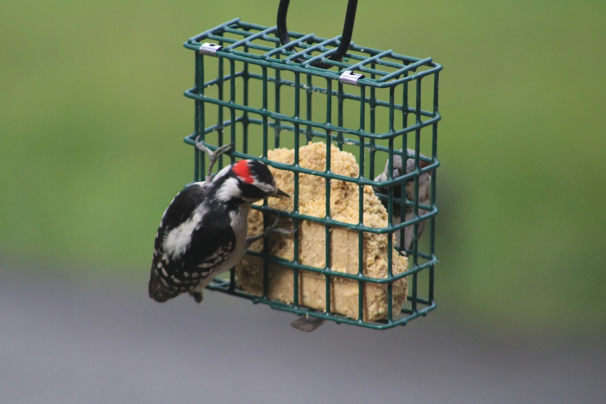 Downy Woodpecker - ML618860748