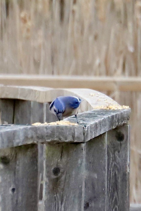 Blue Jay - JoAnn Dalley