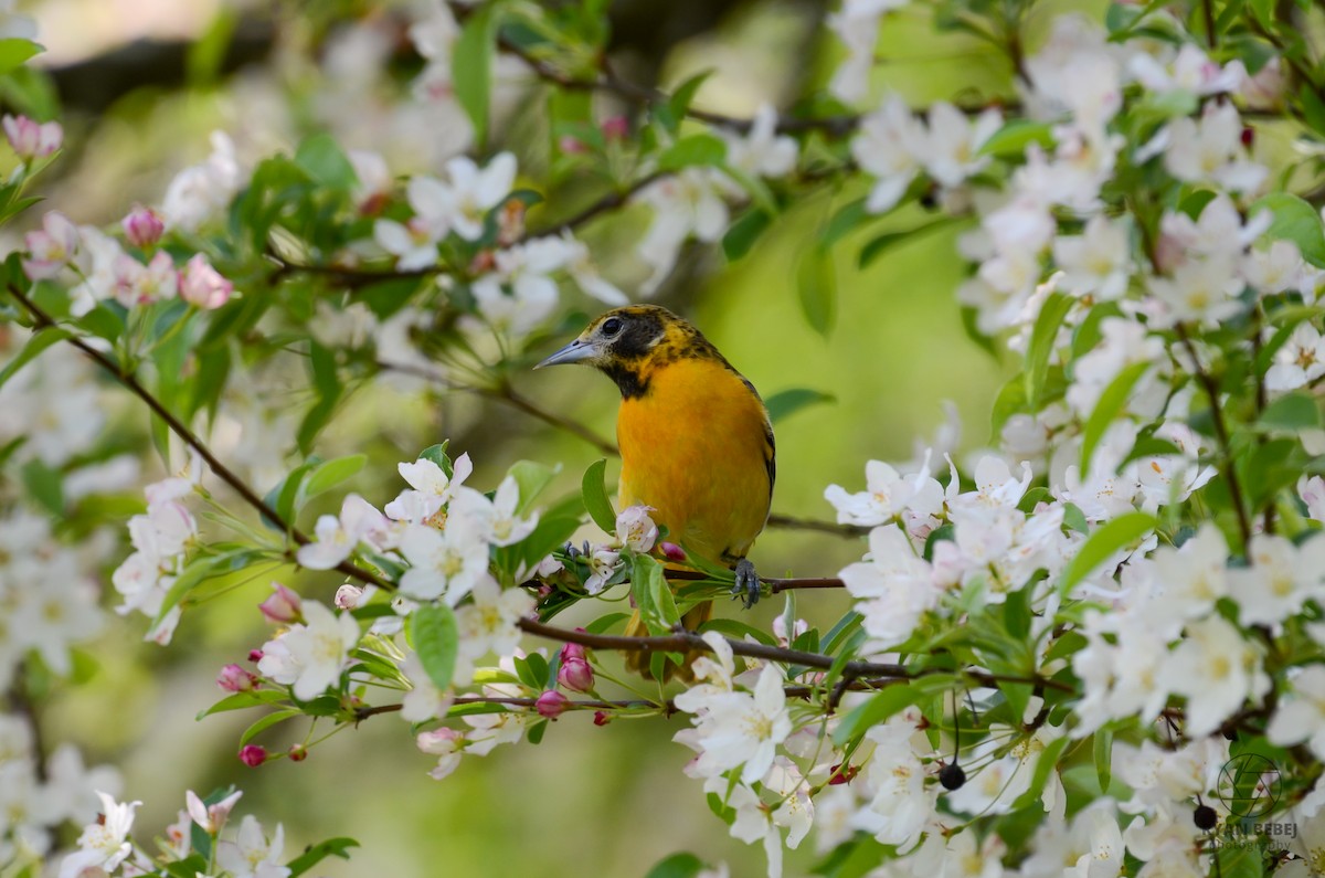 Baltimore Oriole - Ryan Bebej