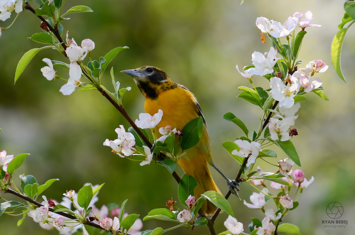 Baltimore Oriole - Ryan Bebej