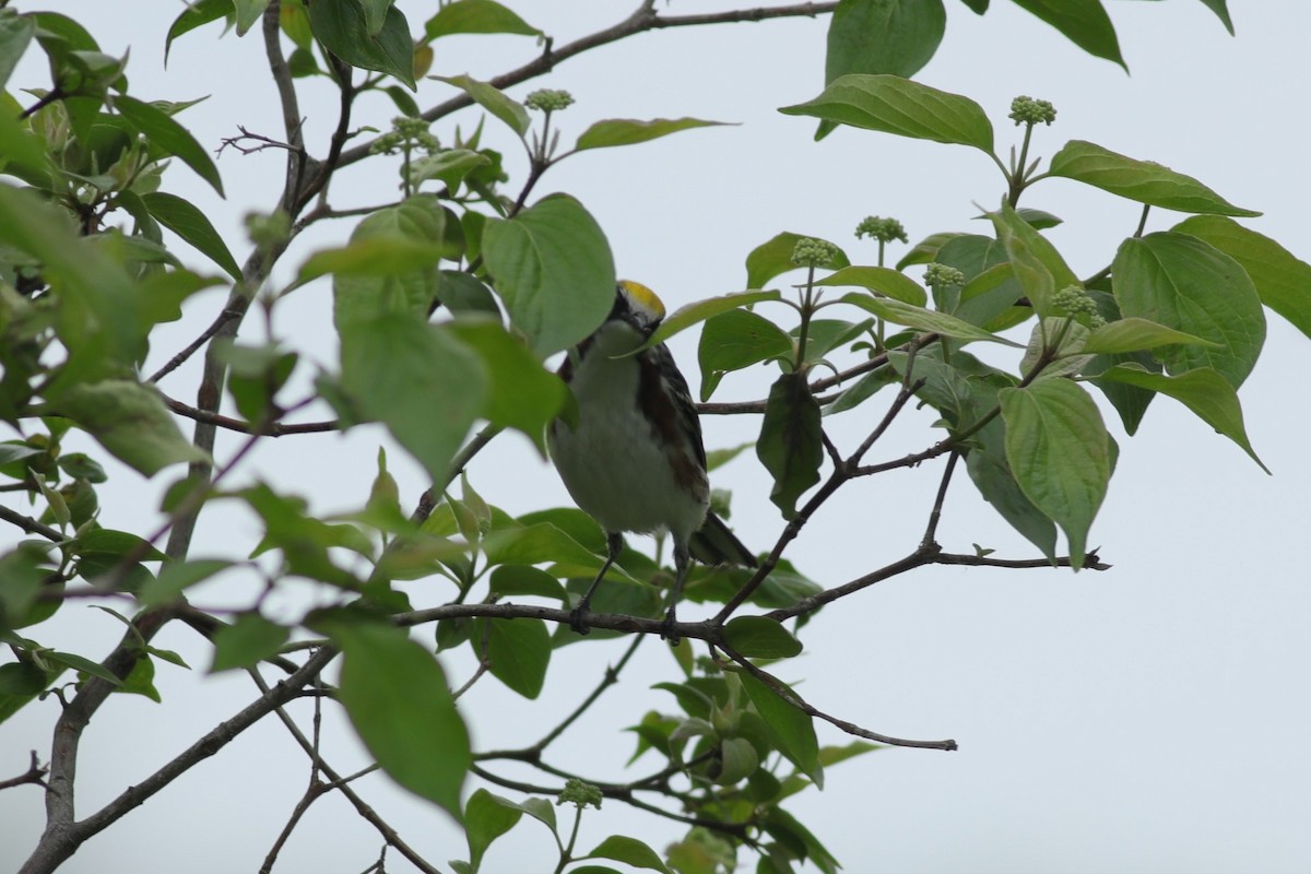 Chestnut-sided Warbler - Joshua Gant