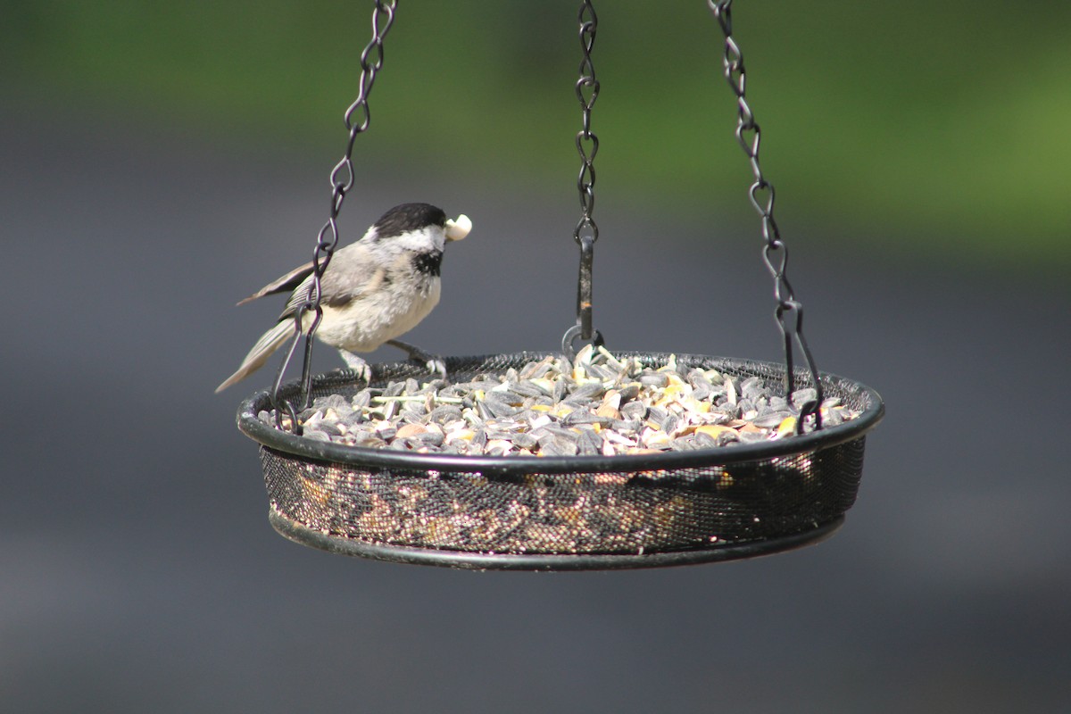 Carolina Chickadee - Tiffany Valenta