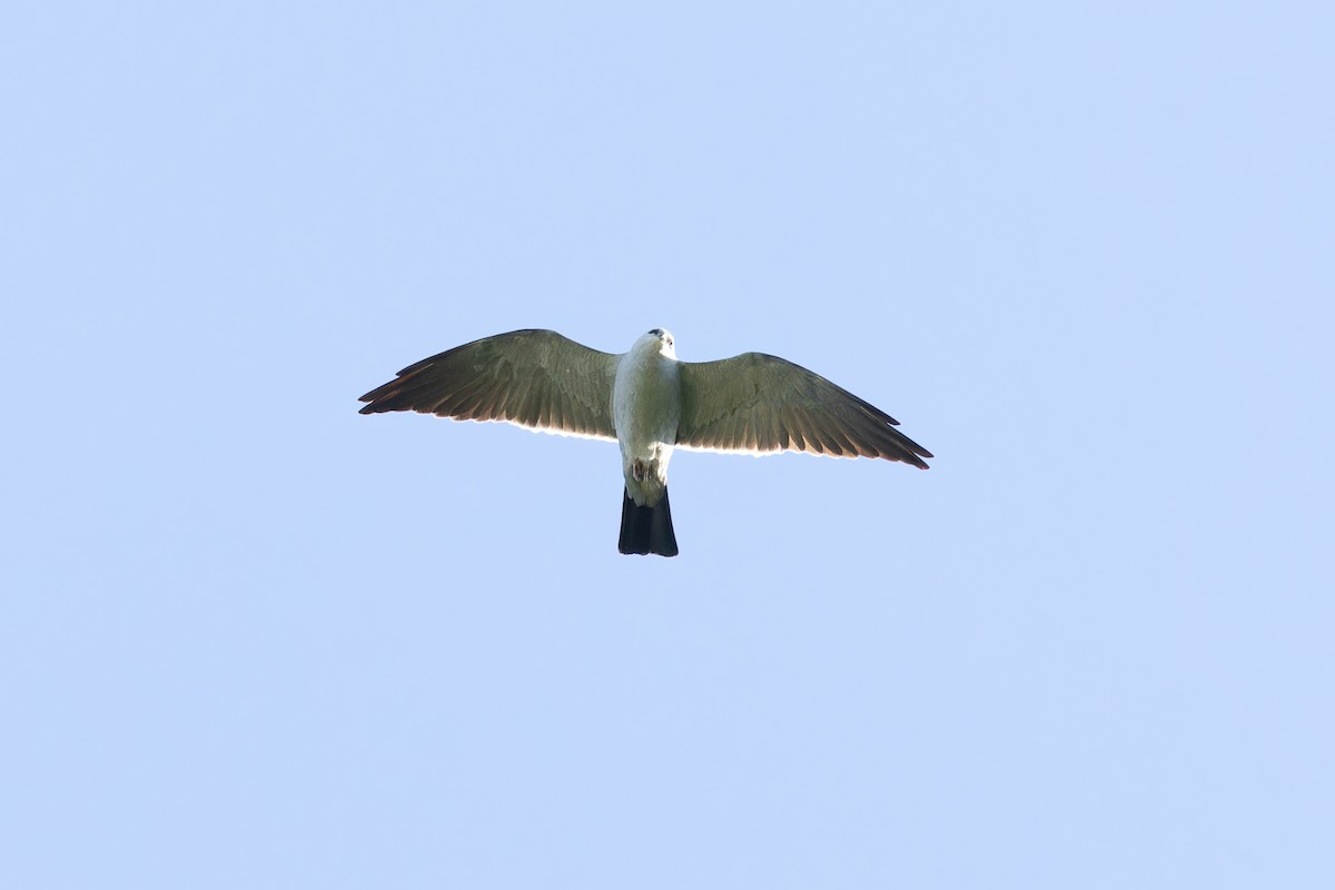 Mississippi Kite - Amy Rangel