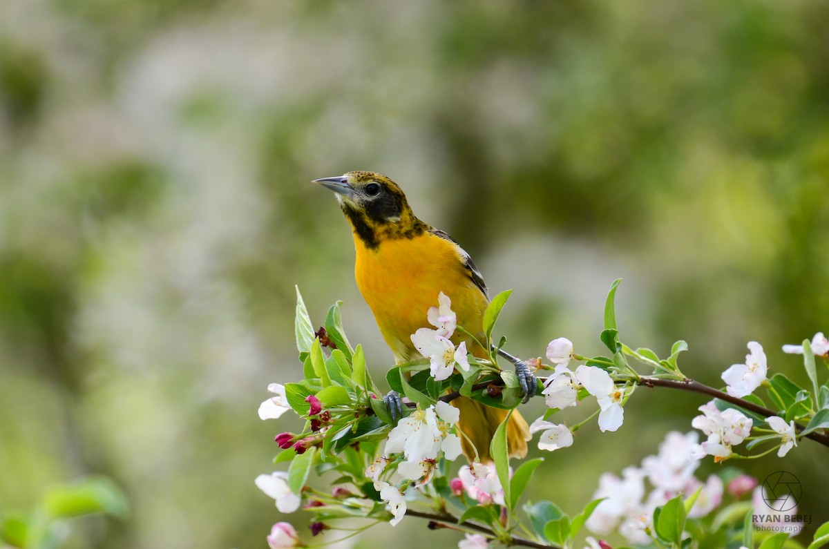 Baltimore Oriole - Ryan Bebej