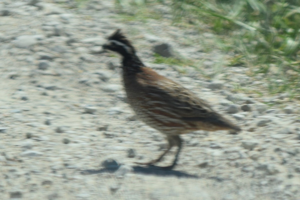 Northern Bobwhite - James Bond