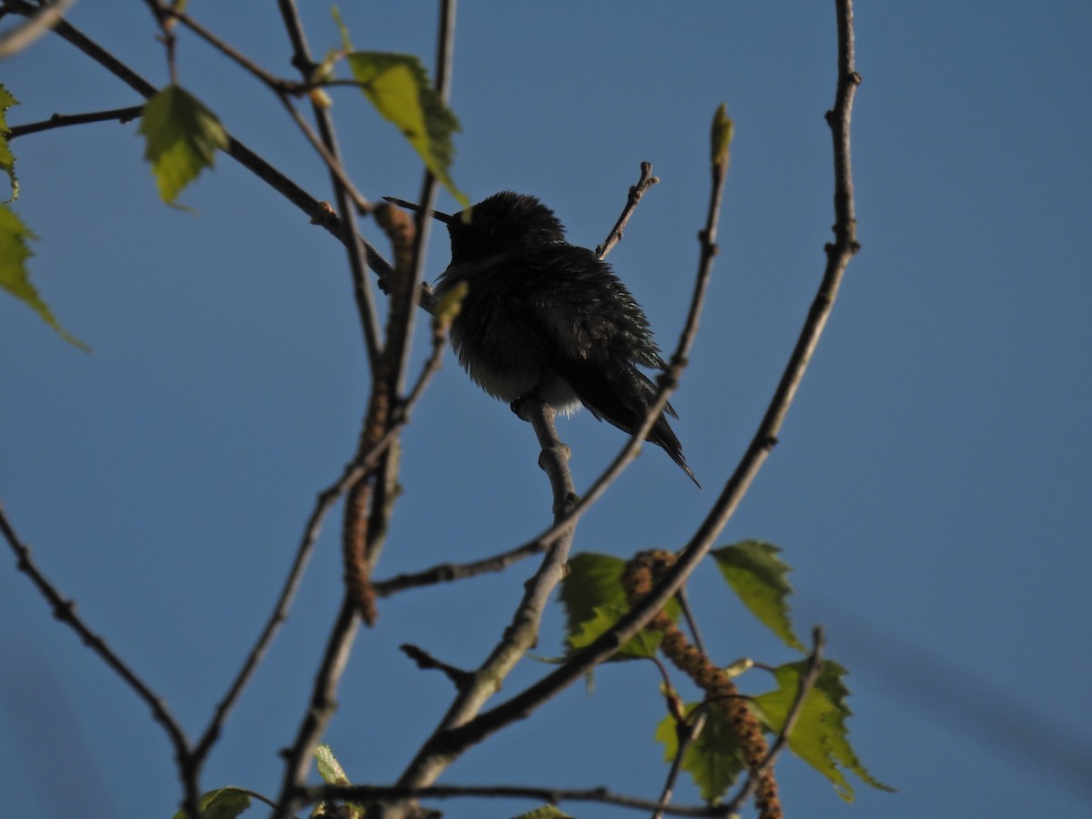 Ruby-throated Hummingbird - James Smith