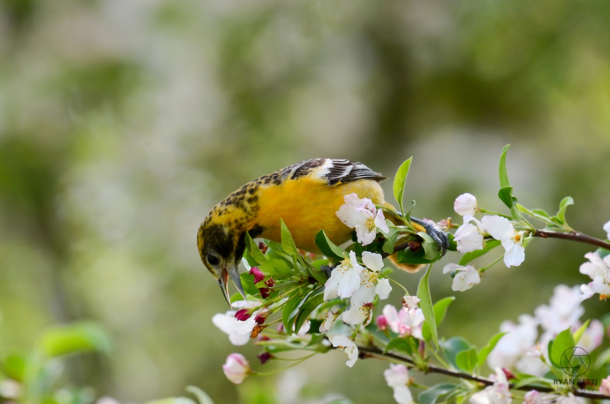 Baltimore Oriole - ML618860796