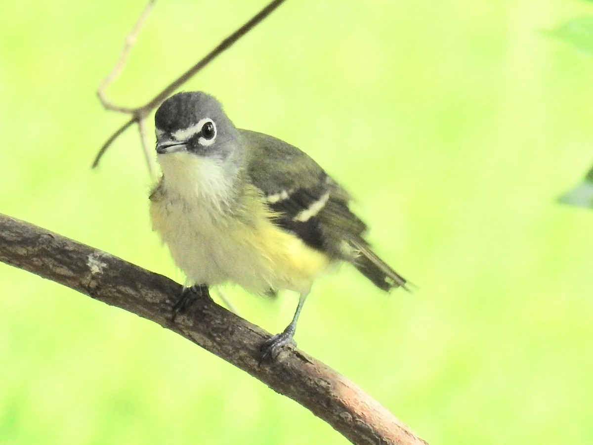 Blue-headed Vireo - Wendi Leonard