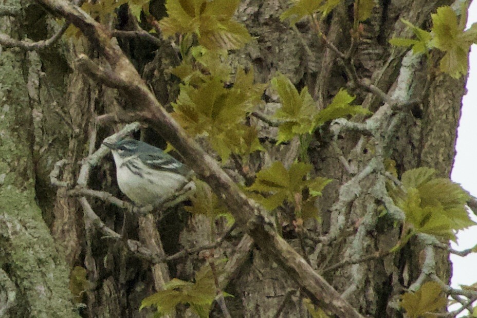 Cerulean Warbler - Jerry Horak