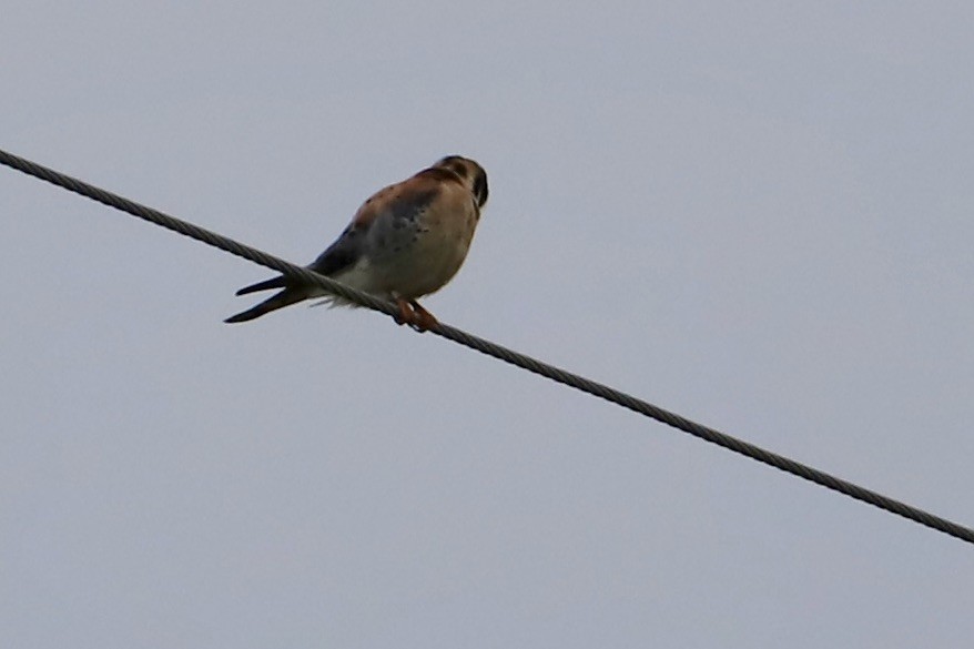 American Kestrel - ML618860811