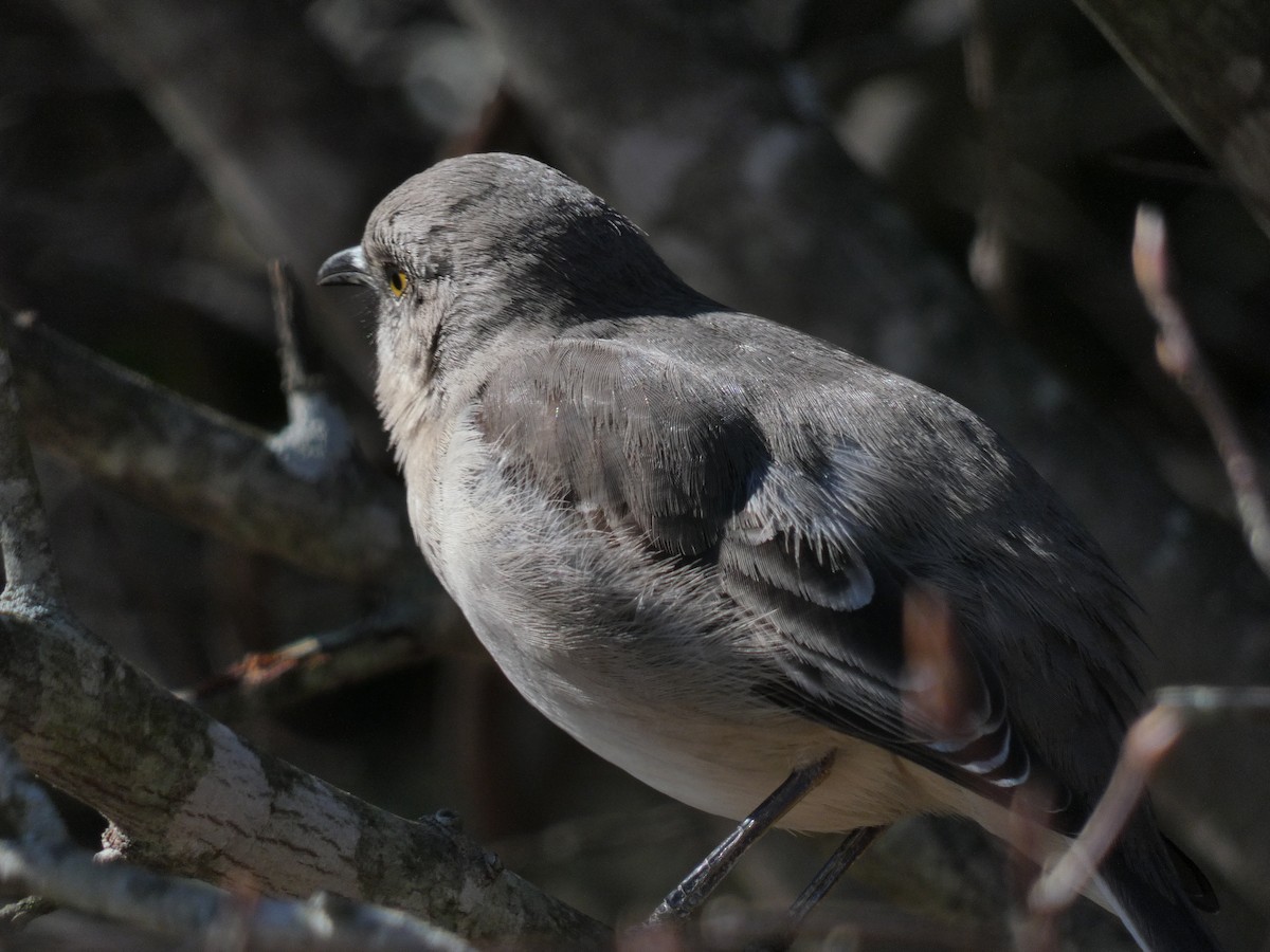 Northern Mockingbird - ML618860823