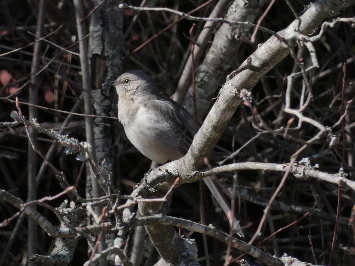 Northern Mockingbird - ML618860829