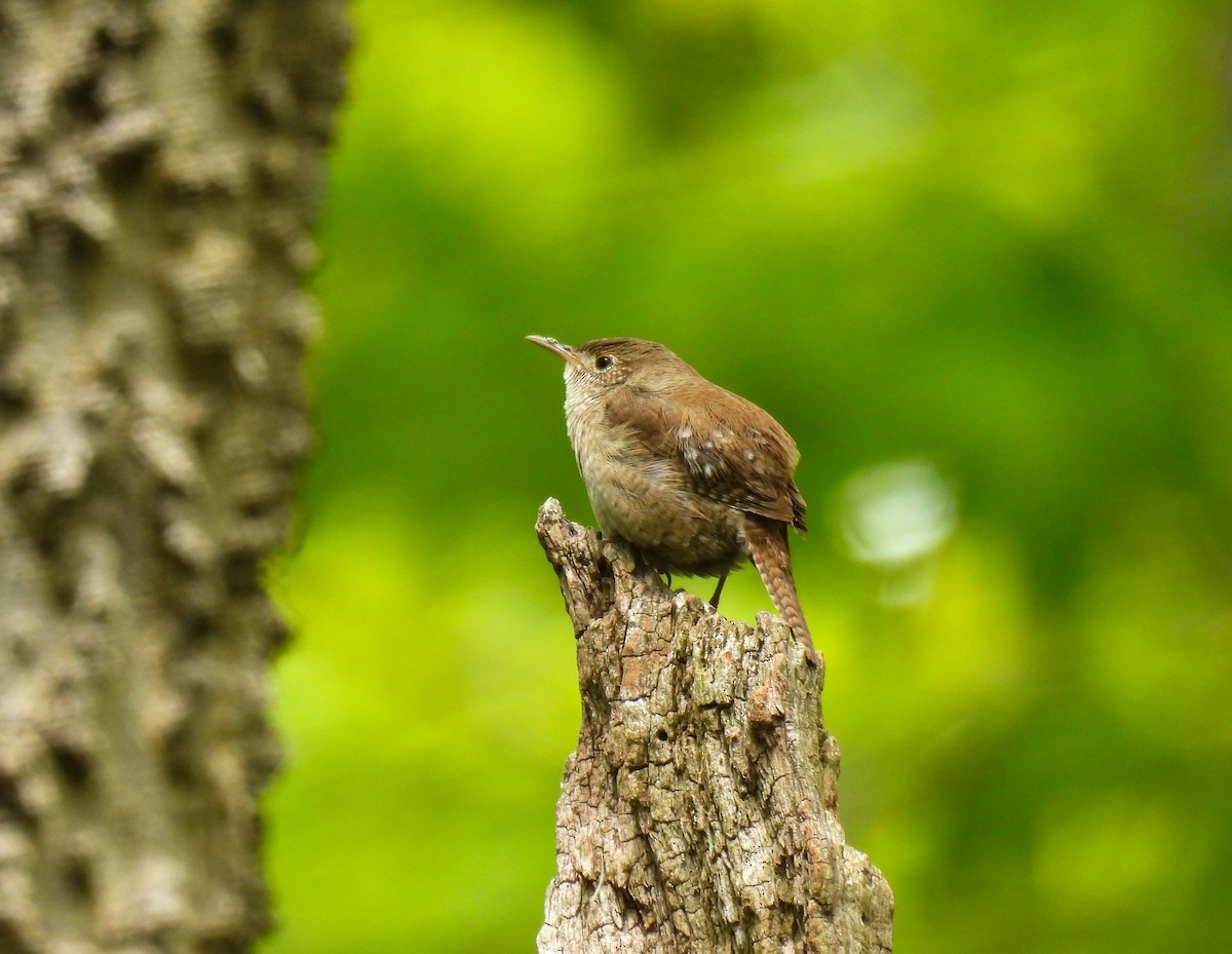 House Wren - ML618860837