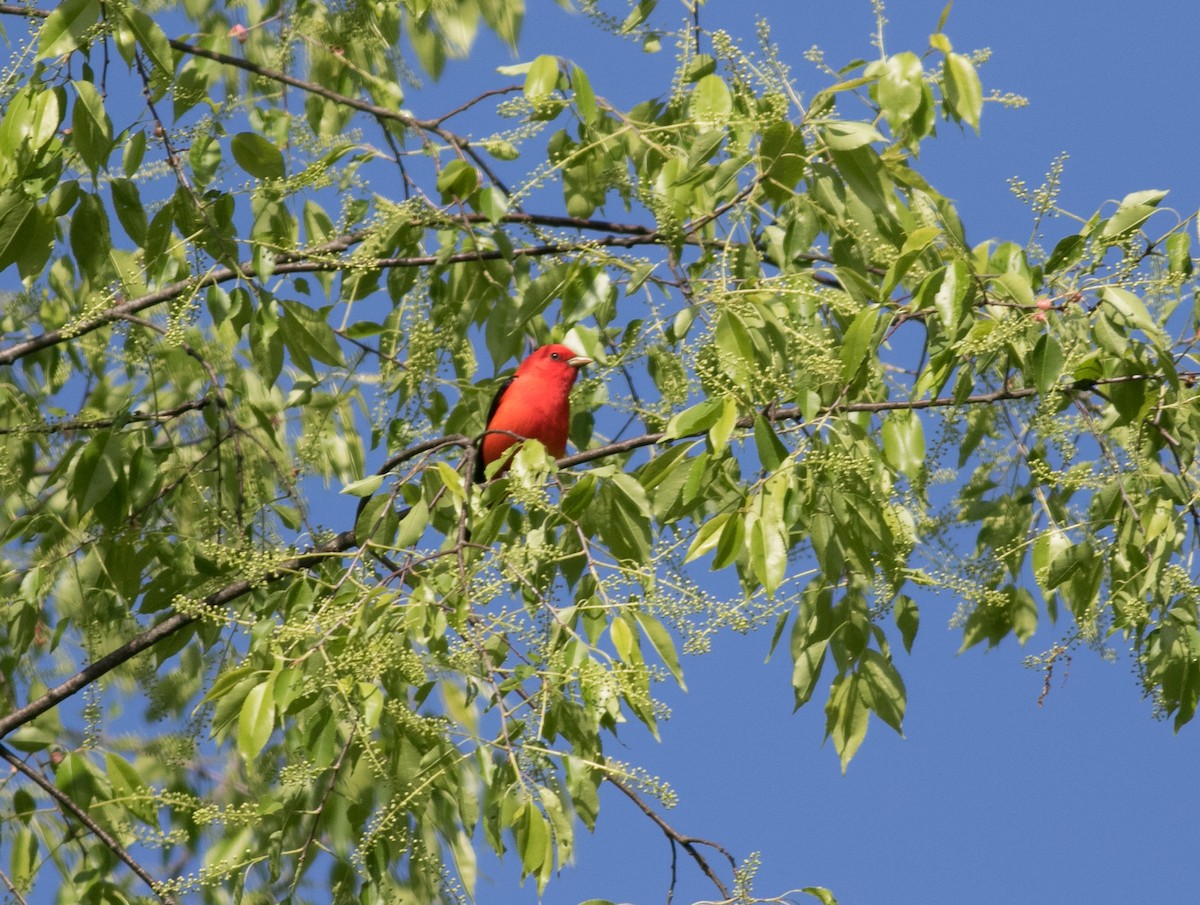 Scarlet Tanager - Mike Fialkovich
