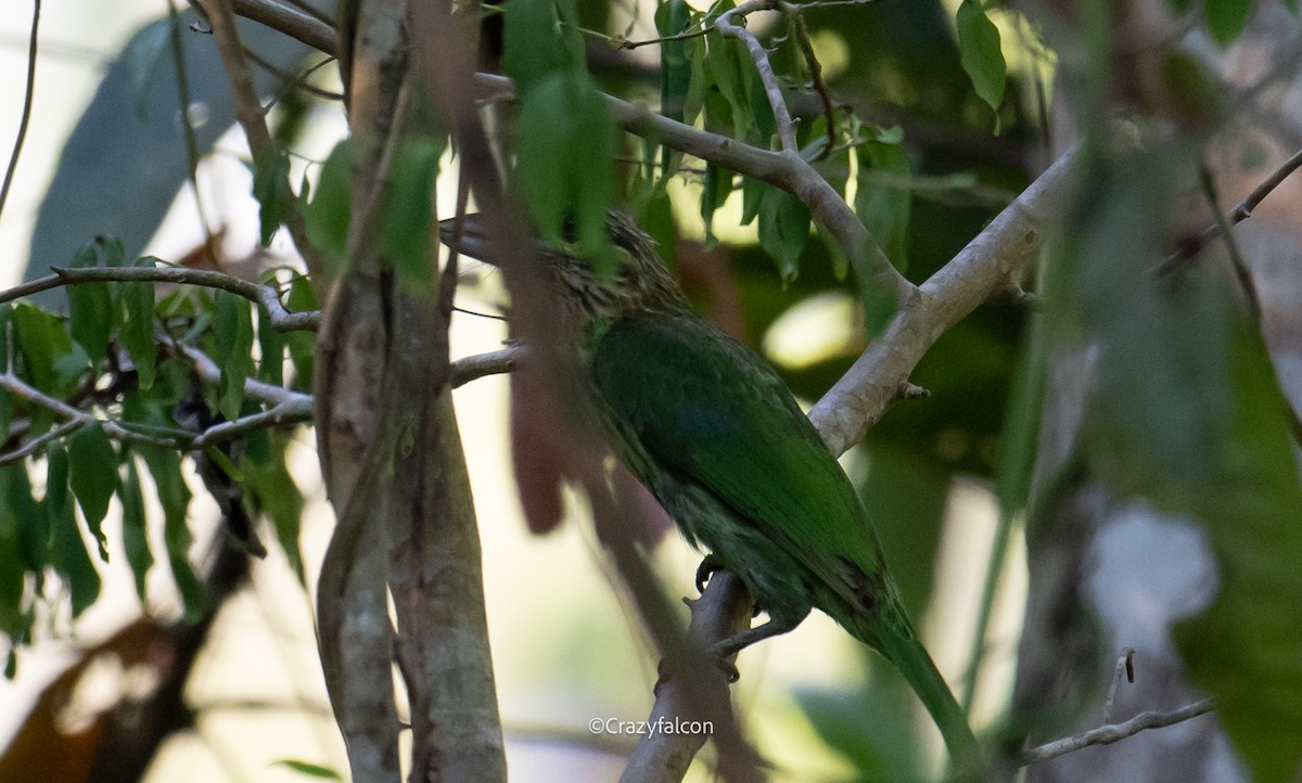 Green-eared Barbet - Qiang Zeng