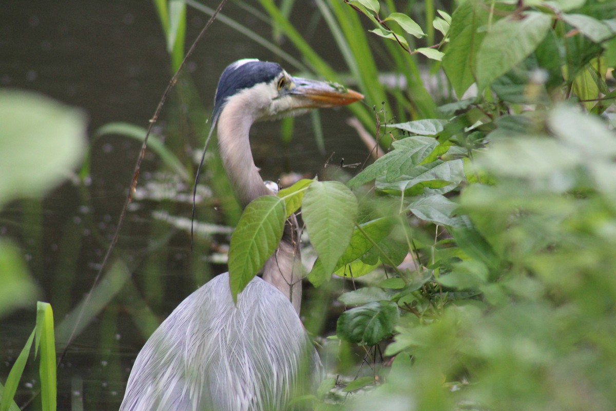 Great Blue Heron - Lois Forster