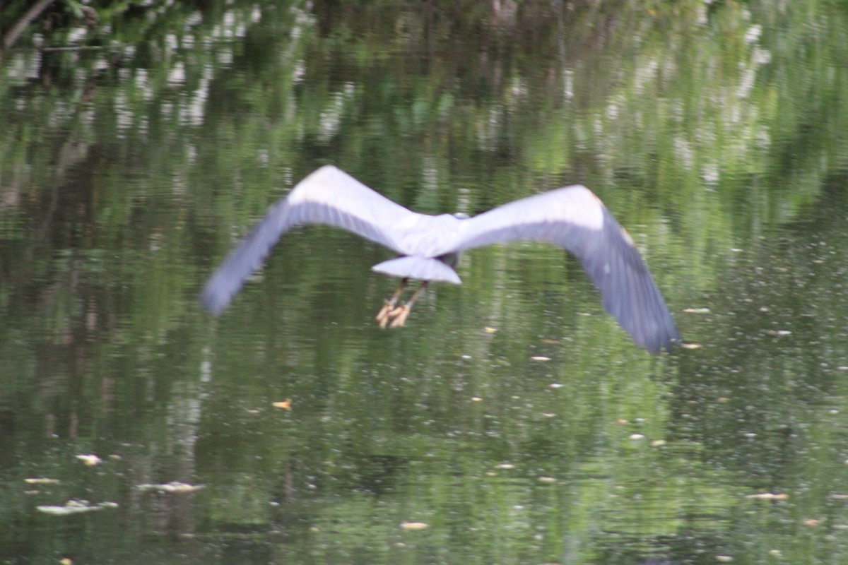 Great Blue Heron - Lois Forster