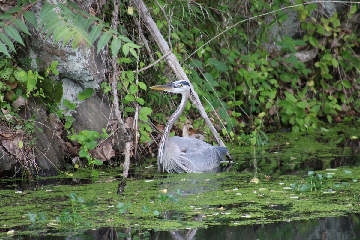 Great Blue Heron - Lois Forster