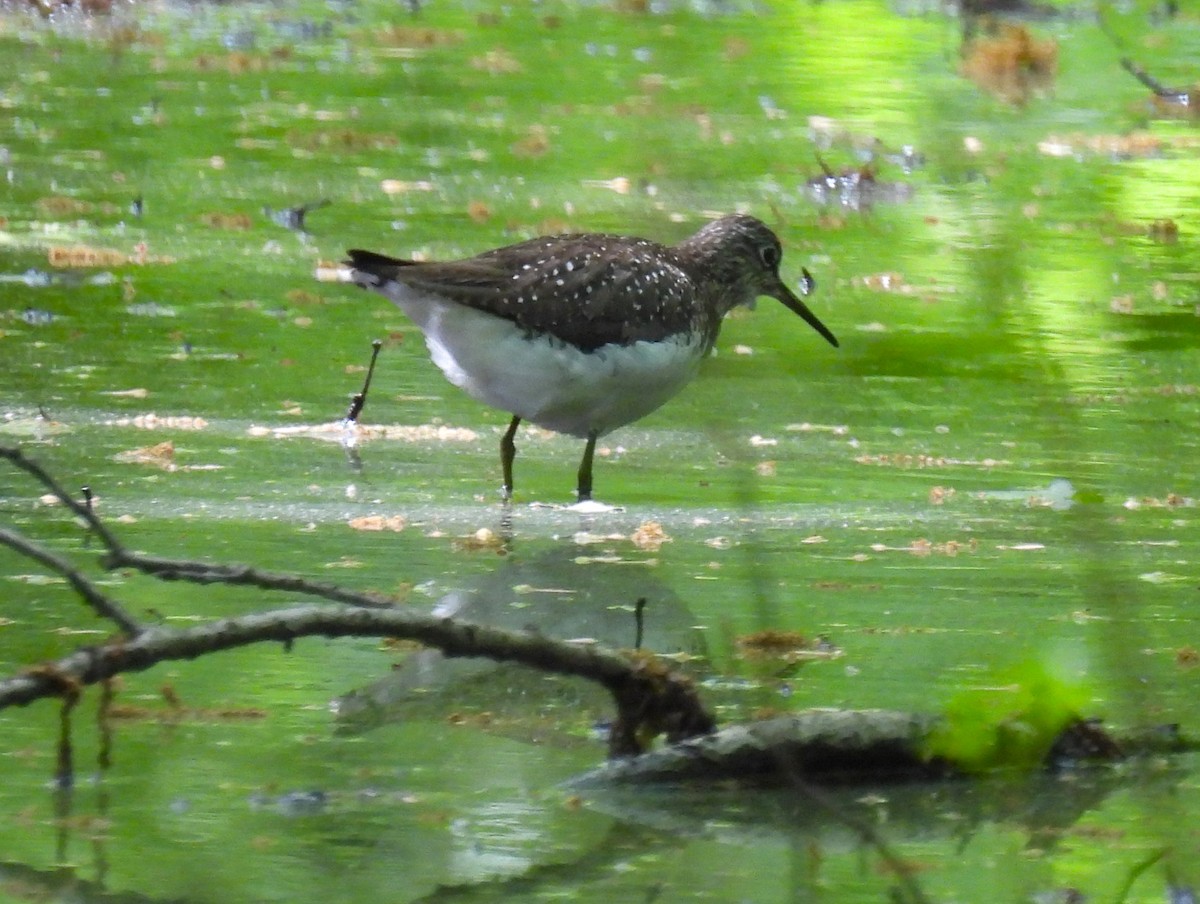 Solitary Sandpiper - Jennifer Wilson-Pines