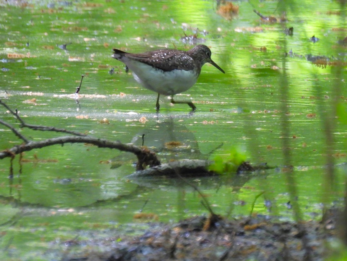 Solitary Sandpiper - Jennifer Wilson-Pines