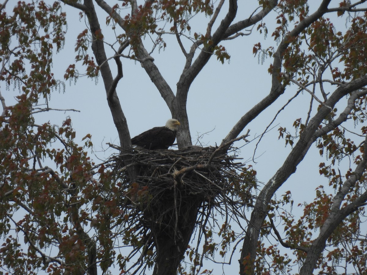 Bald Eagle - ML618860888