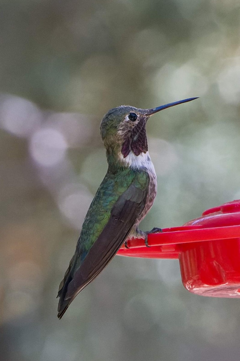 Broad-tailed Hummingbird - Lori Buhlman