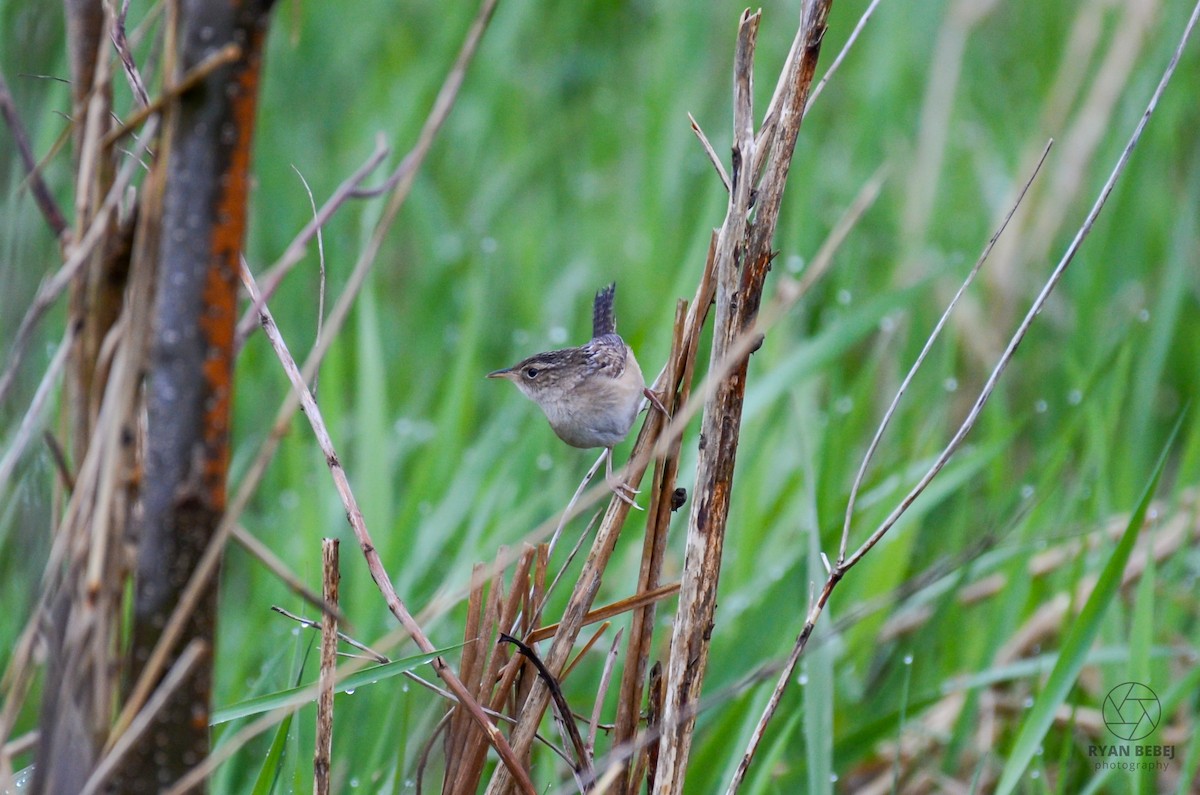 Sedge Wren - Ryan Bebej