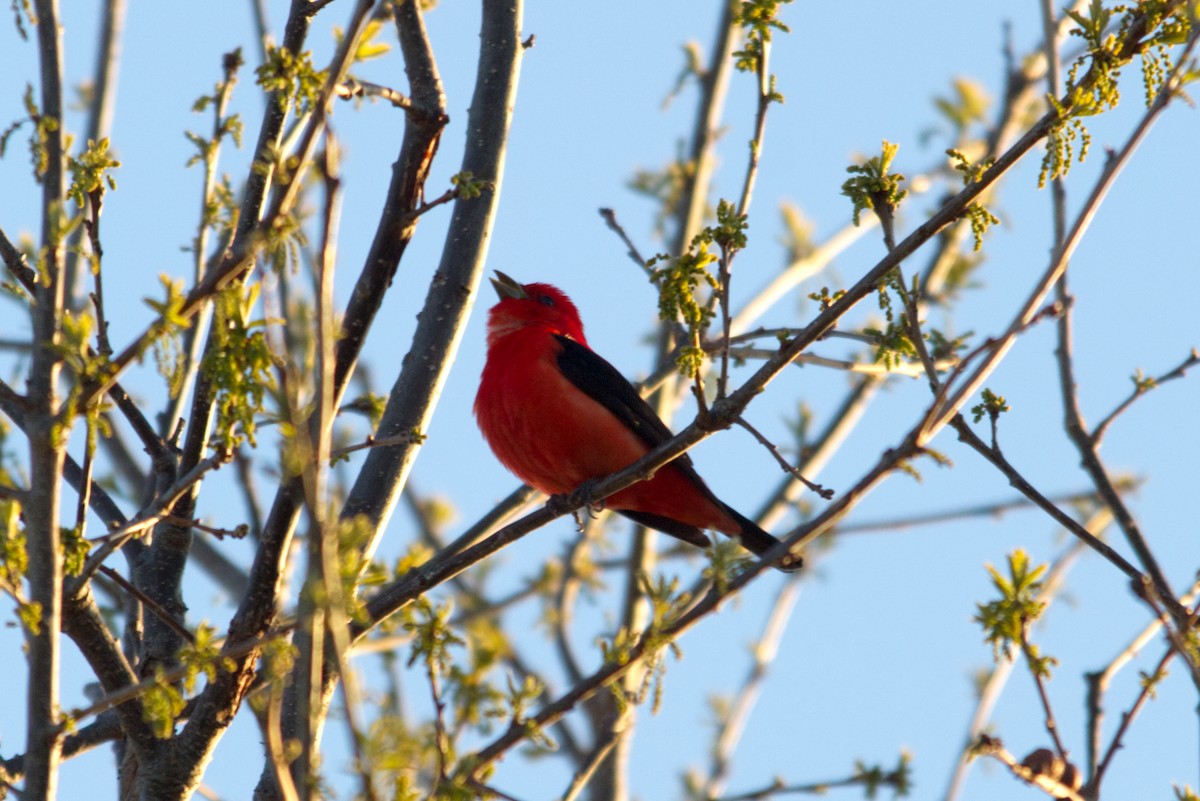 Scarlet Tanager - eric peirce