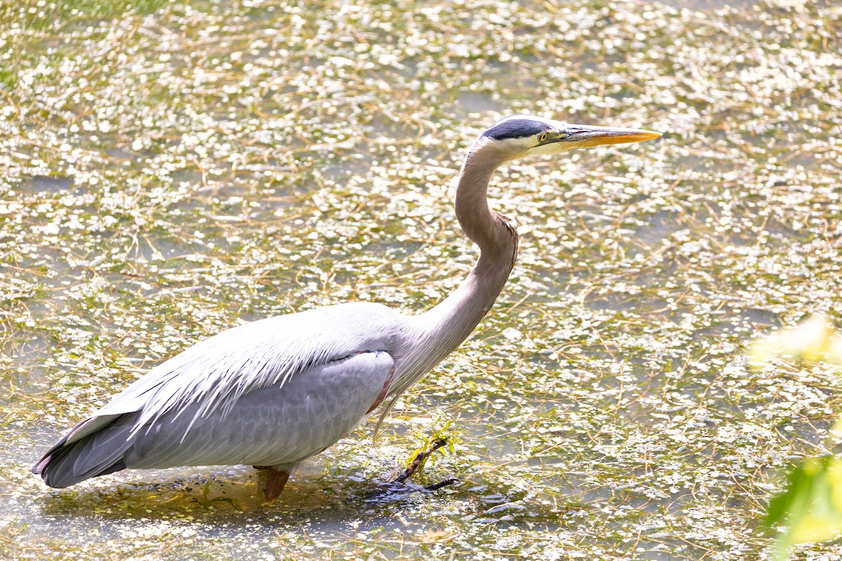 Great Blue Heron - Gabrielle Harper