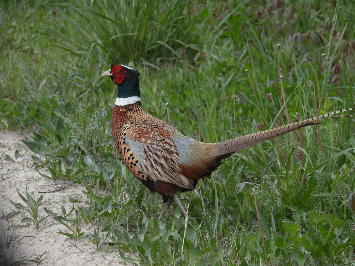 Ring-necked Pheasant - Jay Solanki