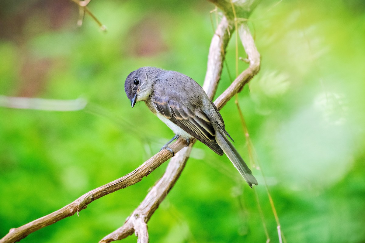 Eastern Phoebe - Richard Pockat