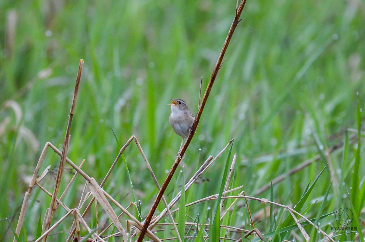 Sedge Wren - Ryan Bebej